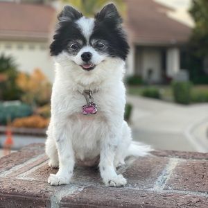 Meet your Posher, Dawn